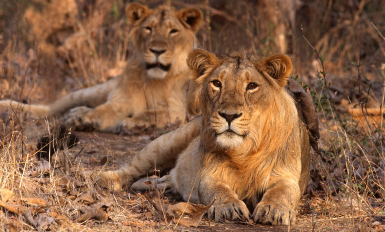 Asiatic Lion (Panthera leo persica)