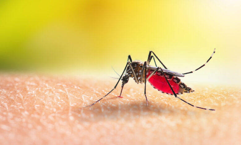 Aedes mosquitoe is sucking blood on human skin
