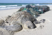 Turtle in ghost net
