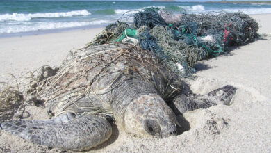 Turtle in ghost net