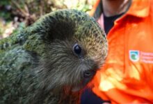 kākāpo