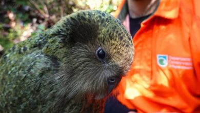 kākāpo