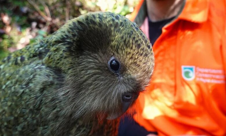 kākāpo