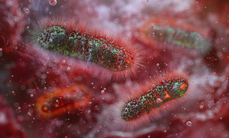 Shigella bacteria, illustration