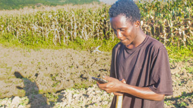 Young farmer pauses with smartphone in sunlit maize field, Mzimba, Malawi â medium shot