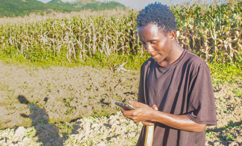 Young farmer pauses with smartphone in sunlit maize field, Mzimba, Malawi â medium shot