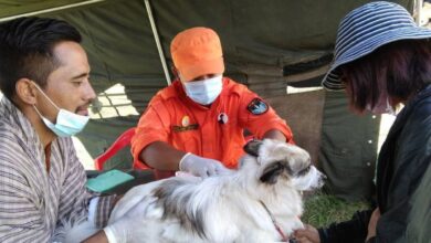 Volunteer vaccinates dog in Bhutan