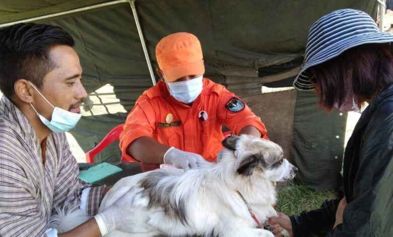 Volunteer vaccinates dog in Bhutan