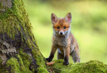 Portrait of red fox standing on rock
