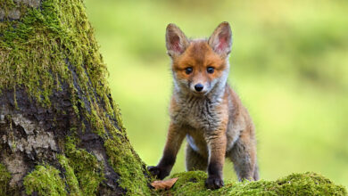Portrait of red fox standing on rock