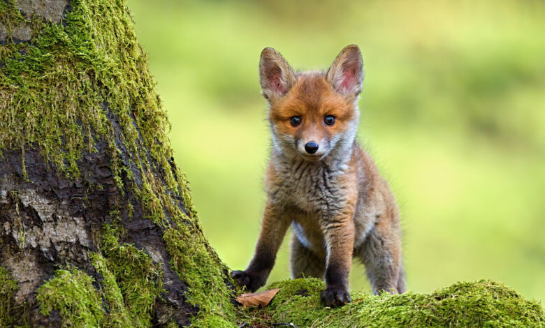 Portrait of red fox standing on rock