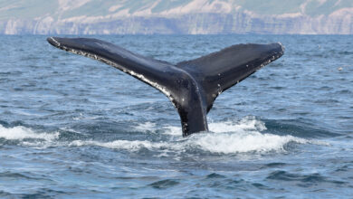 A humpback whale (Megaptera novaeangliae) with the fluke or tail out of the water in north Iceland