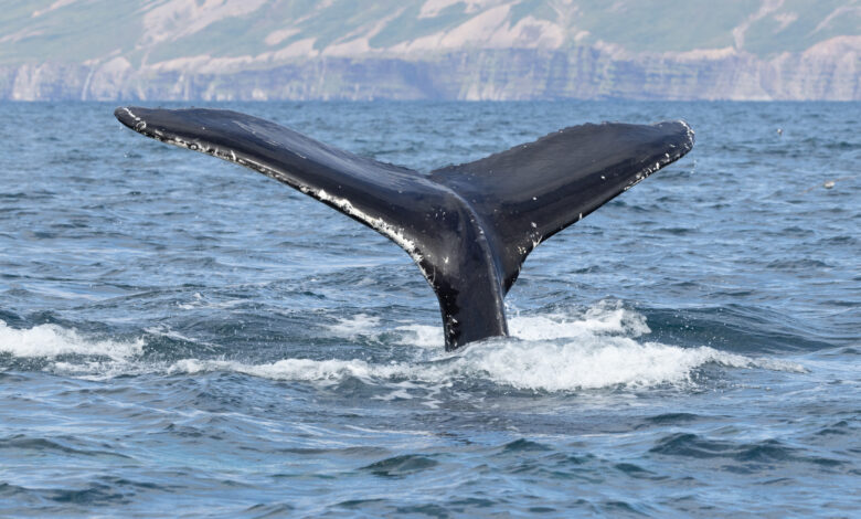 A humpback whale (Megaptera novaeangliae) with the fluke or tail out of the water in north Iceland