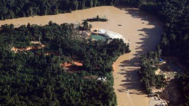 illegal gold mine Brazil
