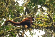 Yellow-tailed woolly monkey in Amazonas