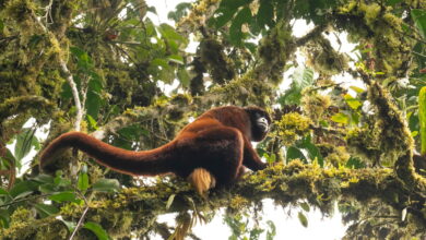 Yellow-tailed woolly monkey in Amazonas