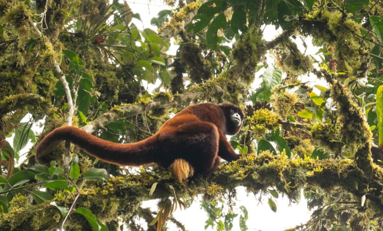 Yellow-tailed woolly monkey in Amazonas