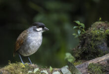 Ant pitta jocotoco