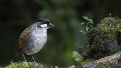 Ant pitta jocotoco