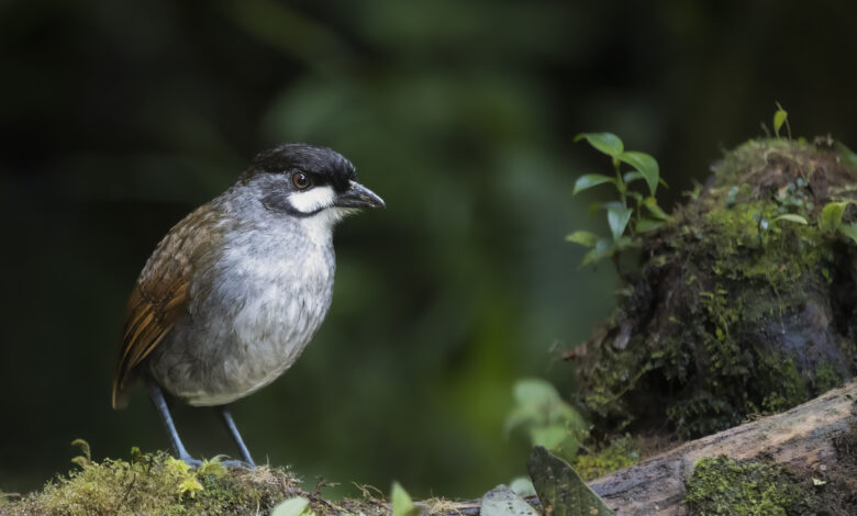 Ant pitta jocotoco