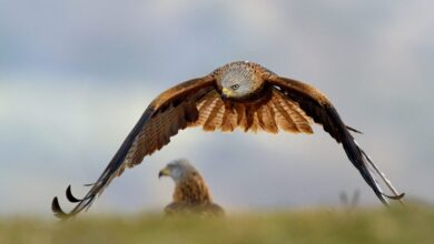 Red kites
