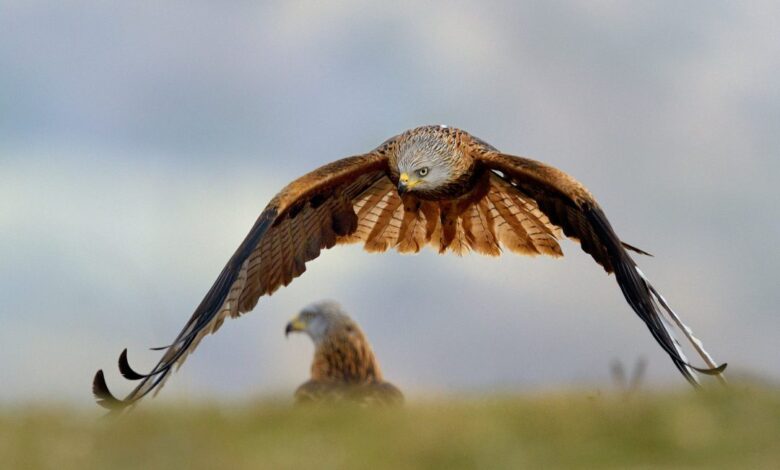 Red kites