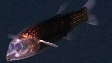 Barreleye fish
