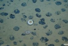 Manganese nodules on the seafloor in the Clarion-Clipperton zone that’s been considered for deep-sea mining