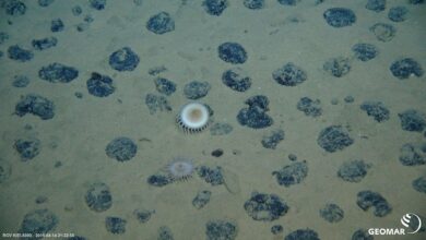 Manganese nodules on the seafloor in the Clarion-Clipperton zone that’s been considered for deep-sea mining