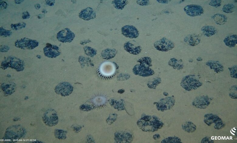 Manganese nodules on the seafloor in the Clarion-Clipperton zone that’s been considered for deep-sea mining