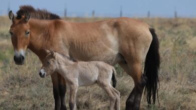 Wild horse foal with mother