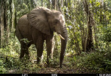 Elephant caught on wildlife trap in Tanzania