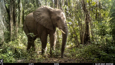 Elephant caught on wildlife trap in Tanzania