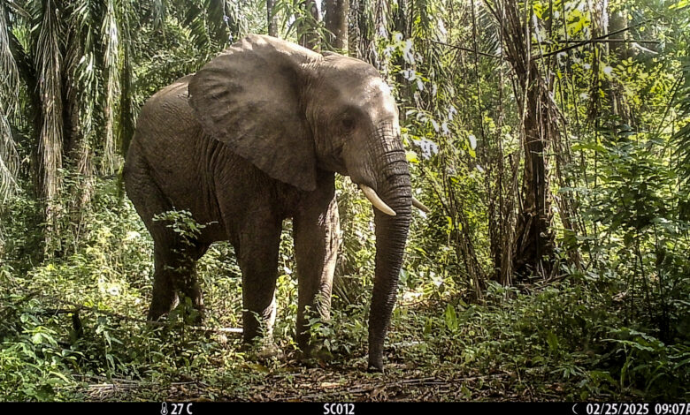 Elephant caught on wildlife trap in Tanzania