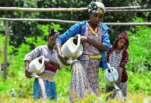 Ethiopian women dispatching seeds