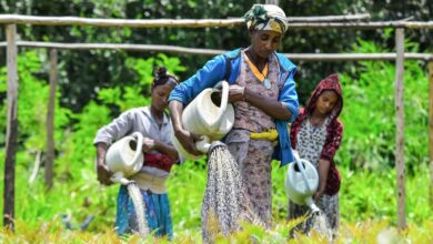 Ethiopian women dispatching seeds