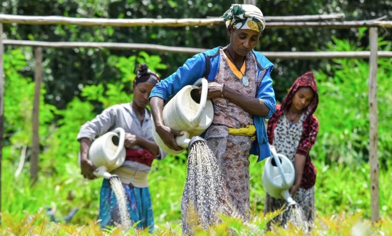Ethiopian women dispatching seeds