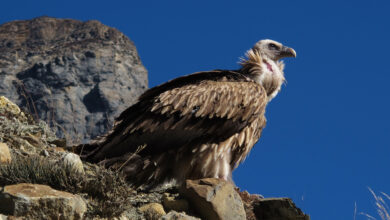 White Rumped Vulture, rare bird