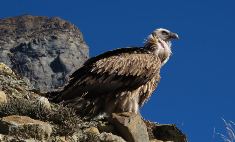 White Rumped Vulture, rare bird