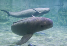 Finless porpoise swims underwater, greets and looks curiously