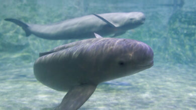 Finless porpoise swims underwater, greets and looks curiously