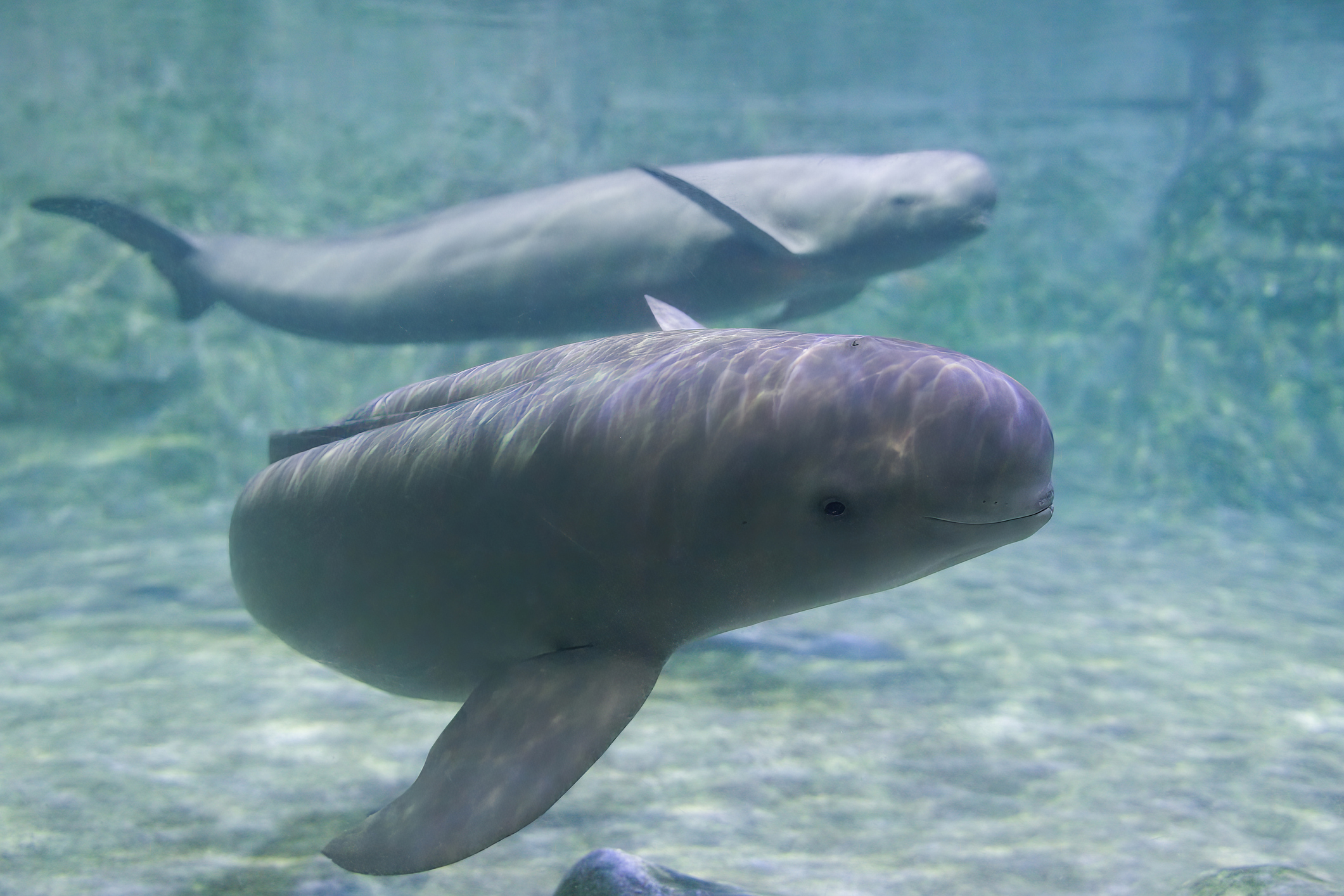 Finless porpoise swims underwater, greets and looks curiously