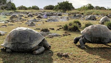 Giant tortoise Seychelles