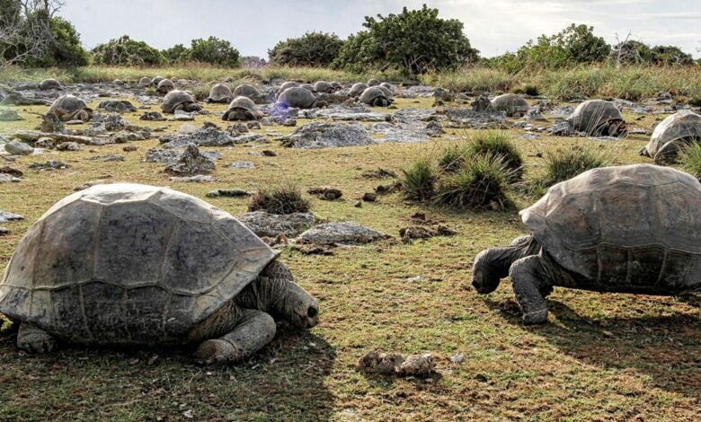 Giant tortoise Seychelles