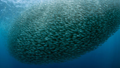 A huge school of sardines