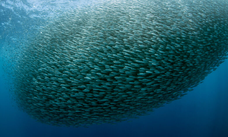 A huge school of sardines