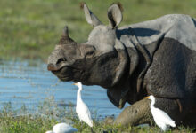 An adult rhino runs through a waterbody as egrets follow around to feed on insects flushed out from the grass