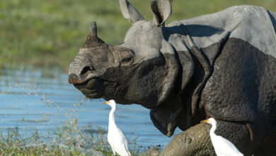 An adult rhino runs through a waterbody as egrets follow around to feed on insects flushed out from the grass