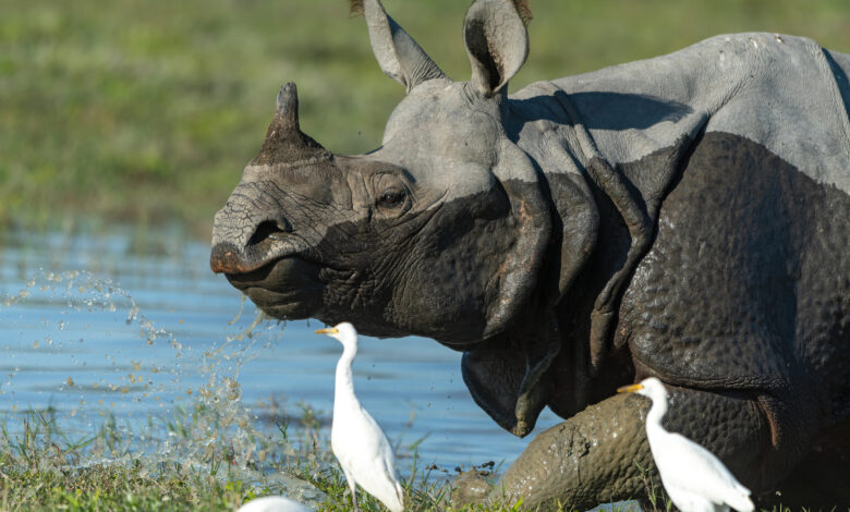 An adult rhino runs through a waterbody as egrets follow around to feed on insects flushed out from the grass