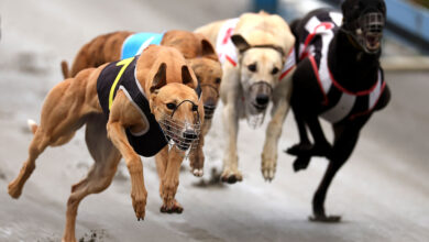 Greyhound Racing Ends In New Zealand